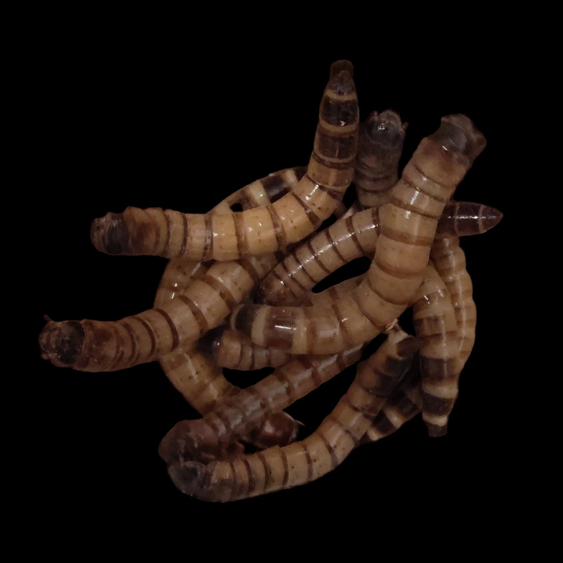 Raw Superworms