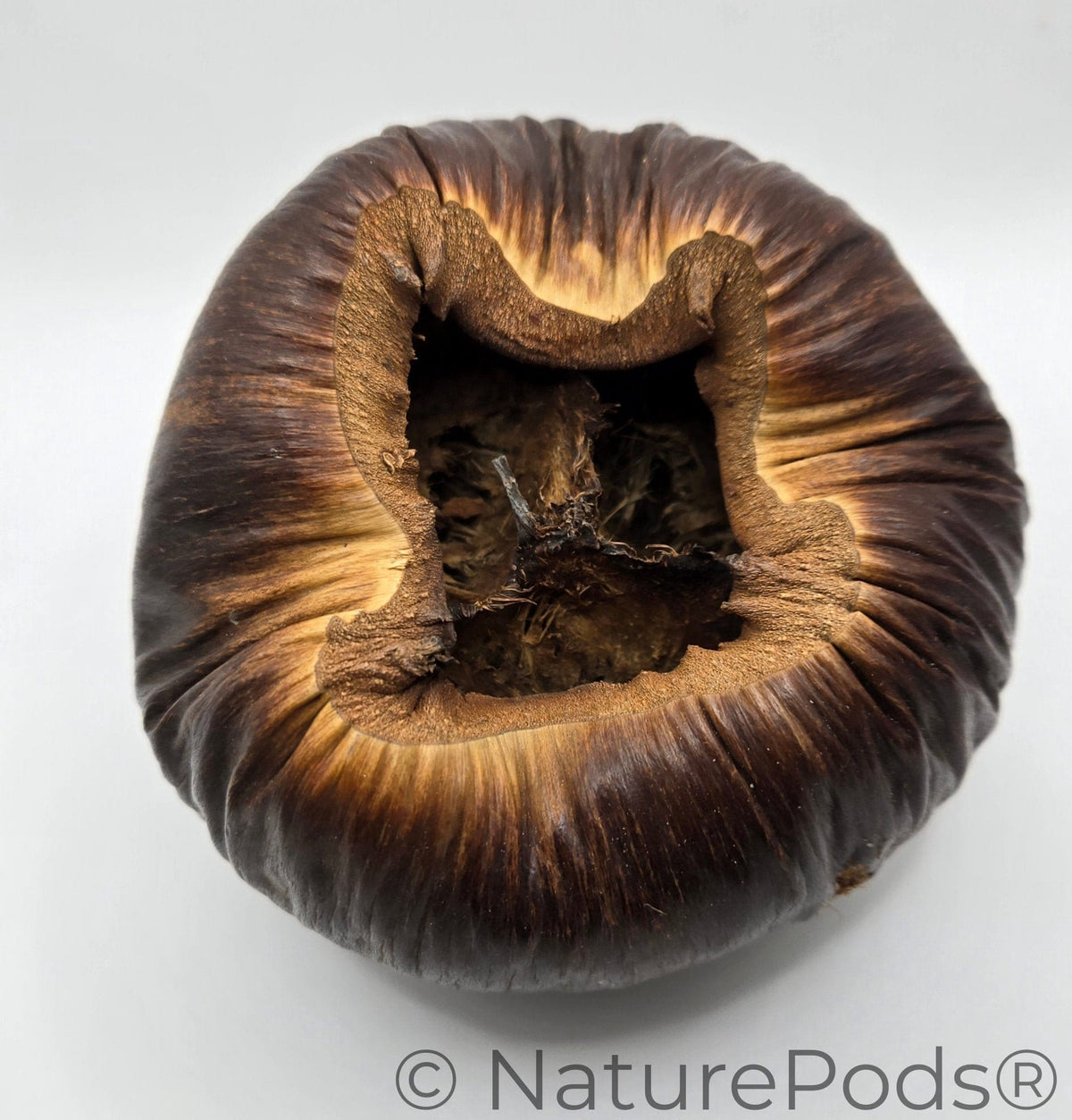 Natural Dried Talami Pods (Borassus flabellifer)