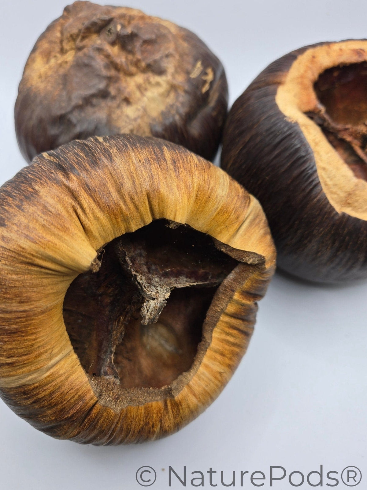 Natural Dried Talami Pods (Borassus flabellifer)