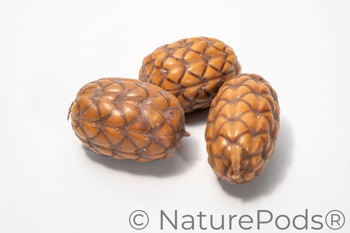 Natural Dried Uxi "Dragon's Egg" Pods (Endopleura uchi)