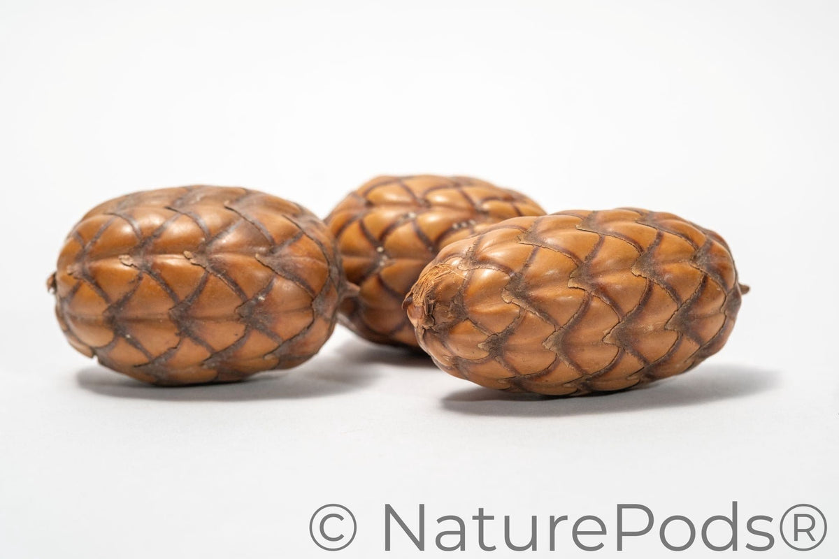 Natural Dried Uxi "Dragon's Egg" Pods (Endopleura uchi)