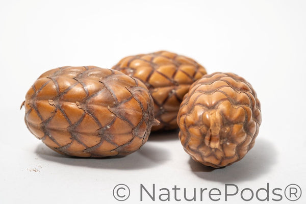 Natural Dried Uxi "Dragon's Egg" Pods (Endopleura uchi)