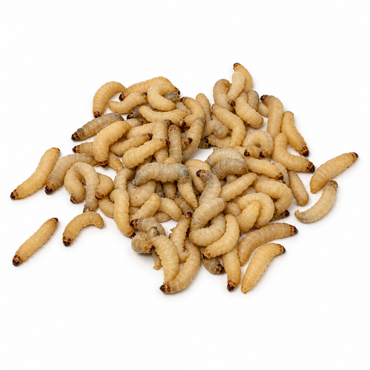 Live Wax Worms (2 Day Shipping Included)