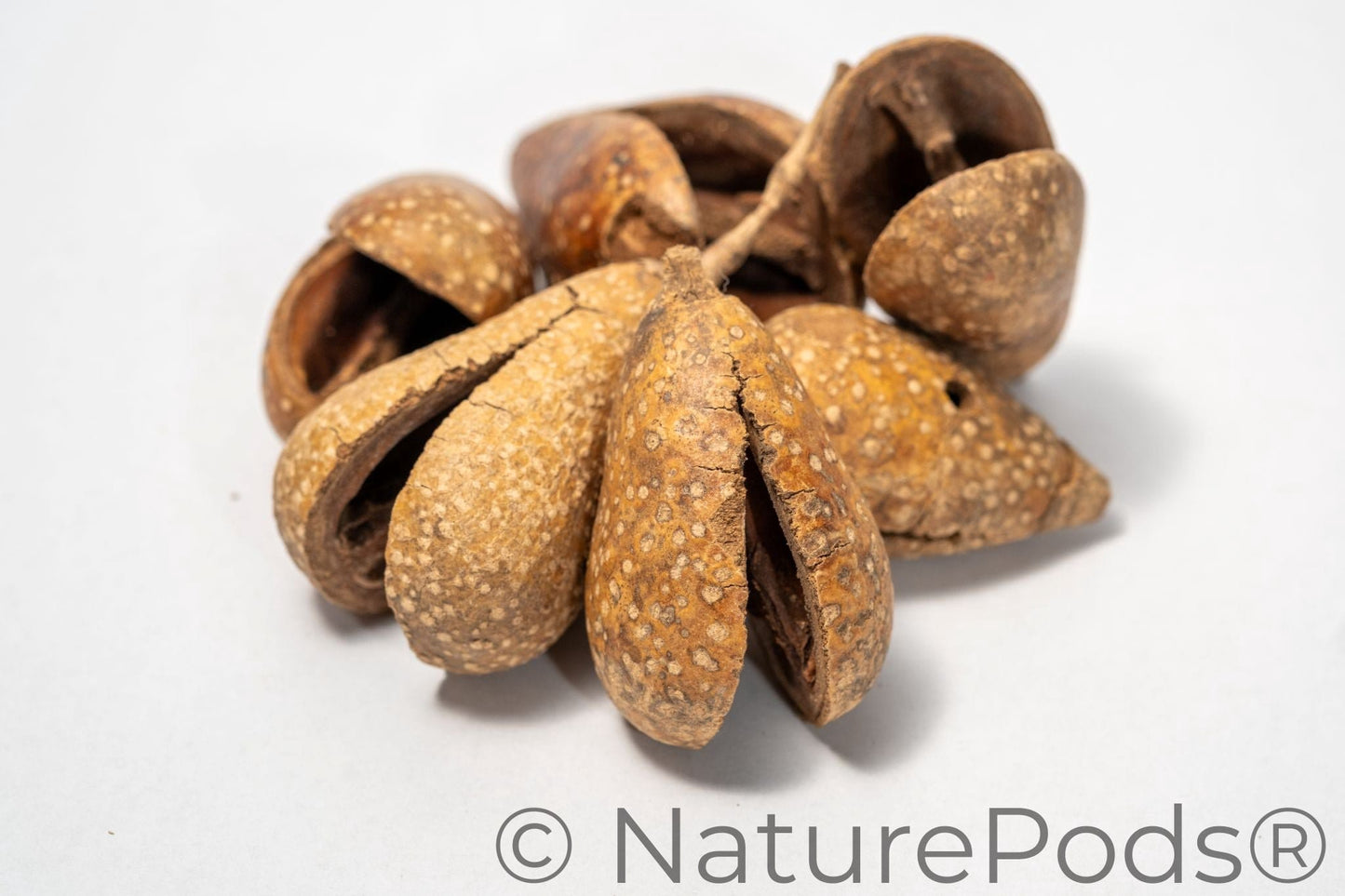 Natural Whole Pear Seed Pods (Schrebera swietenoides)