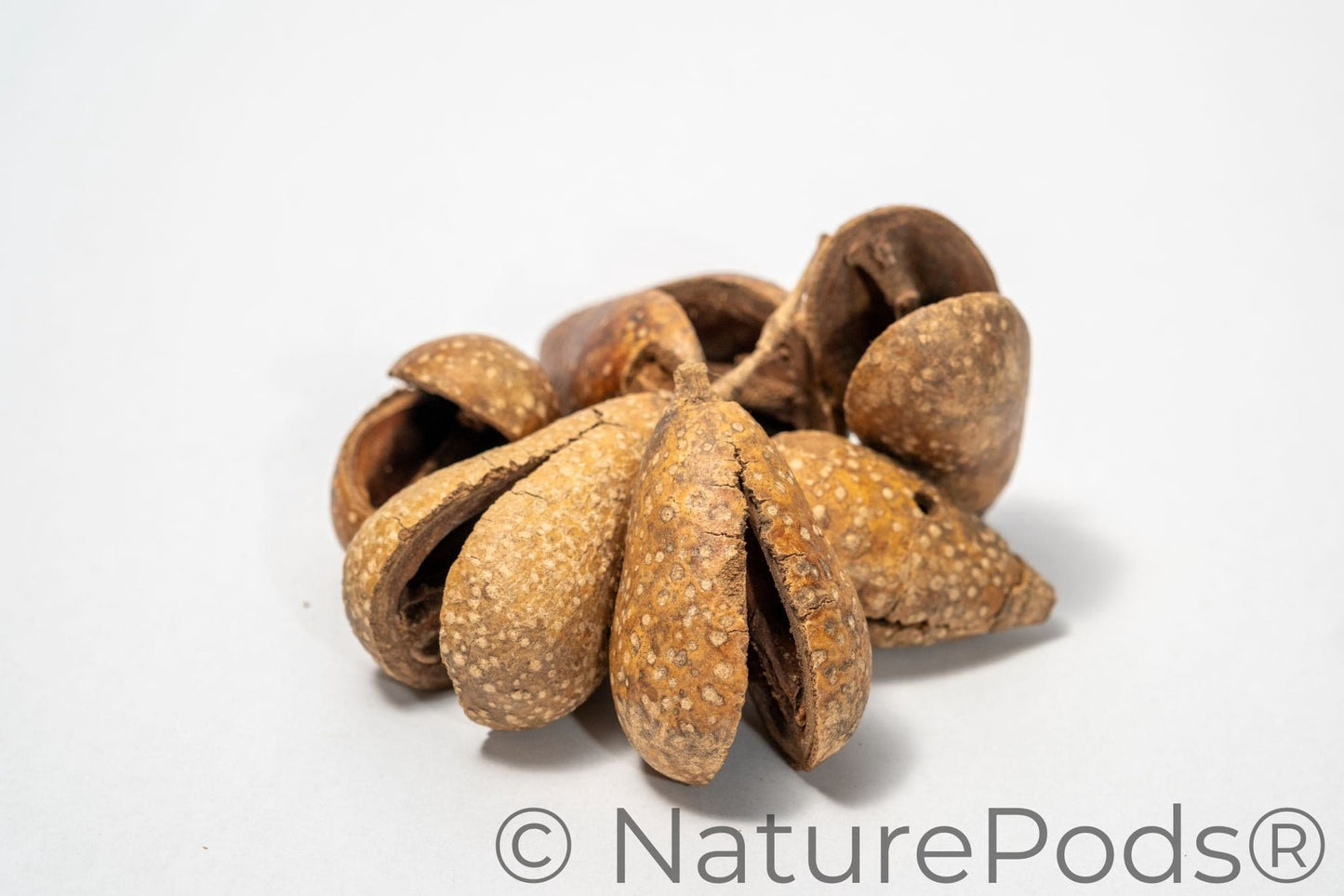 Natural Whole Pear Seed Pods (Schrebera swietenoides)
