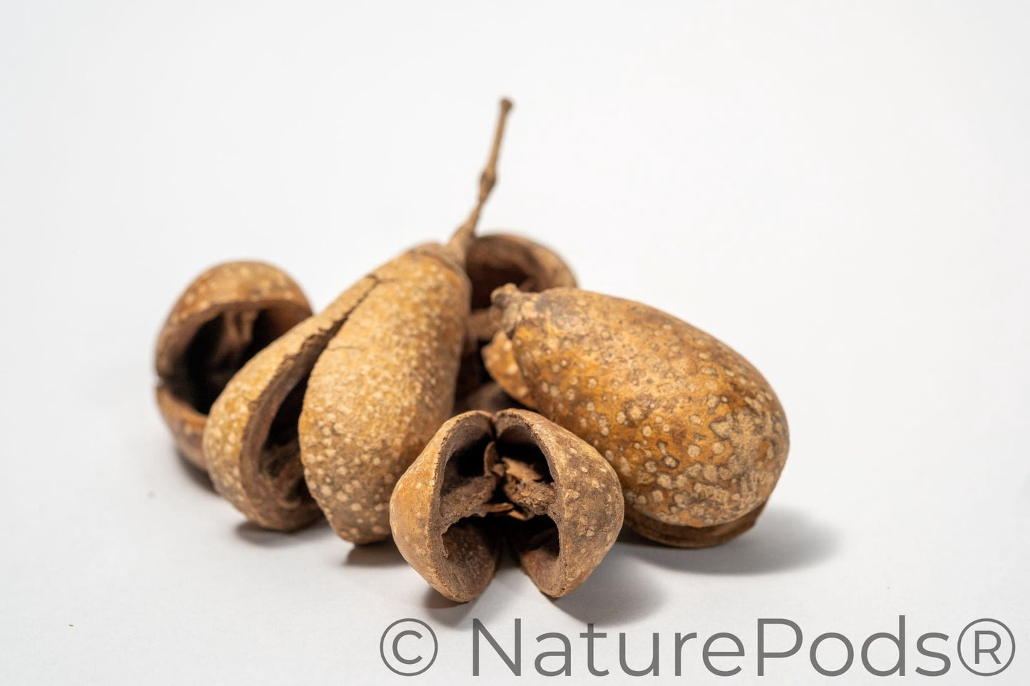 Natural Whole Pear Seed Pods (Schrebera swietenoides)